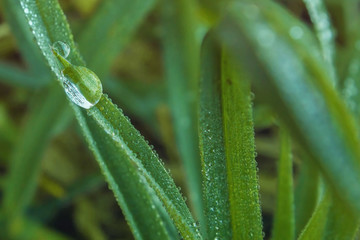 Fototapeta na wymiar A drop of dew on the grass. Morning macro photo