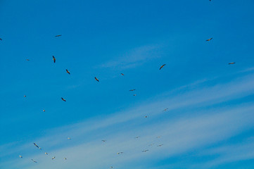 Vögel im Himmel Störche