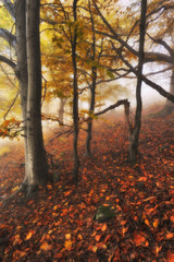 Fototapeta premium autumn forest. fog in a beautiful forest. morning in the fairy forest