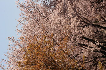 Obraz na płótnie Canvas When the spring comes, we start to look forward to the Cherry blossom viewing （picnic party） in Japan.