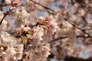 When the spring comes, we start to look forward to the Cherry blossom viewing （picnic party） in Japan.