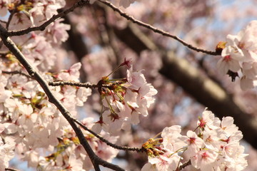 When the spring comes, we start to look forward to the Cherry blossom viewing （picnic party） in Japan.