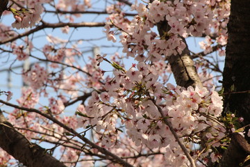 When the spring comes, we start to look forward to the Cherry blossom viewing （picnic party） in Japan.