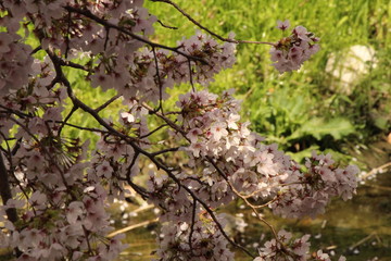 When the spring comes, we start to look forward to the Cherry blossom viewing （picnic party） in Japan.