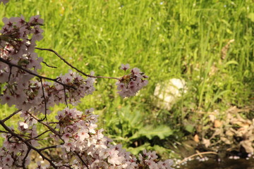 When the spring comes, we start to look forward to the Cherry blossom viewing （picnic party） in Japan.