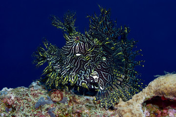 Incredible Underwater World - Lacy scorpionfish - Rhinopias aphanes. Papua New Guinea, Milne Bay.
