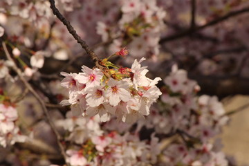 When the spring comes, we start to look forward to the Cherry blossom viewing （picnic party） in Japan.