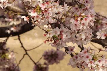 When the spring comes, we start to look forward to the Cherry blossom viewing （picnic party） in Japan.
