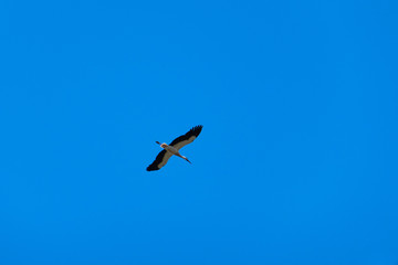 Stork flying. Stork fly. Stork in sky