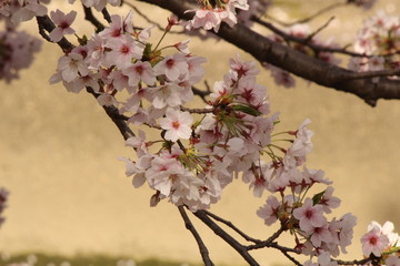 When the spring comes, we start to look forward to the Cherry blossom viewing （picnic party） in Japan.