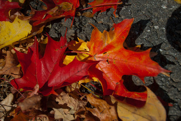 red autumn leaves