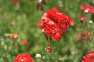 Fototapeta premium flowers