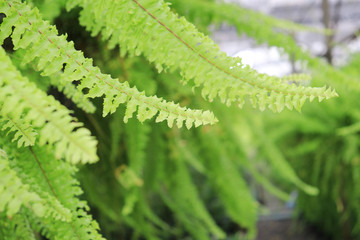 Close-up of nephrolepis fern leaves