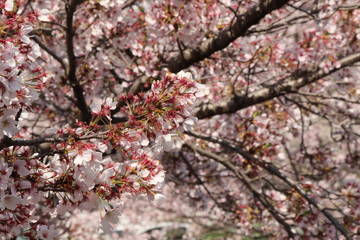 When the spring comes, we start to look forward to the Cherry blossom viewing （picnic party） in Japan.