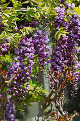 Wisteria