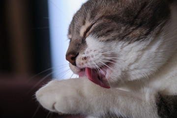 cat are licking the paw, close up 