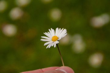 Gänseblümchen auf der Wiese