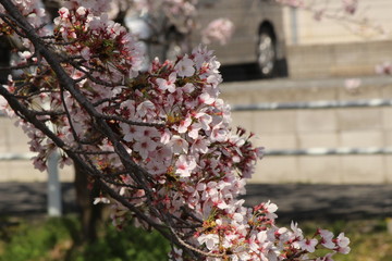 When the spring comes, we start to look forward to the Cherry blossom viewing （picnic party） in Japan.