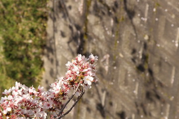 When the spring comes, we start to look forward to the Cherry blossom viewing （picnic party） in Japan.