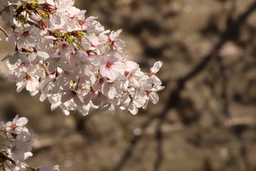 Cherry blossoms come out between late March and April in Japan.