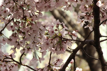 Cherry blossoms come out between late March and April in Japan.