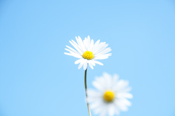 Gänseblümchen auf der Wiese