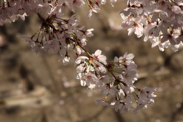 Cherry blossoms come out between late March and April in Japan.
