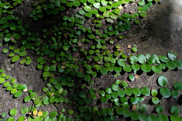 ivy on rock