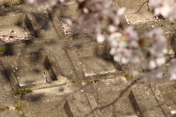 Cherry blossoms come out between late March and April in Japan.
