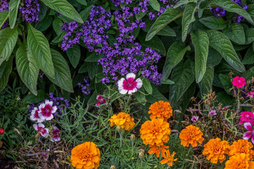 Bright beautiful flowers in the flower bed.