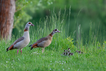 Goose6