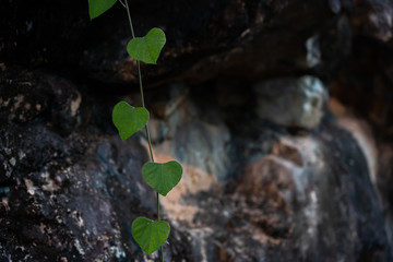 Ipomoea maxima Thai hearb