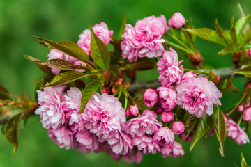 Detail of red cherry tree blossom on green background, spring time