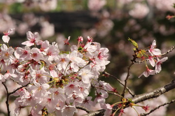 Cherry blossoms come out between late March and April in Japan.