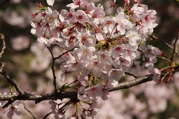 Cherry blossoms come out between late March and April in Japan.