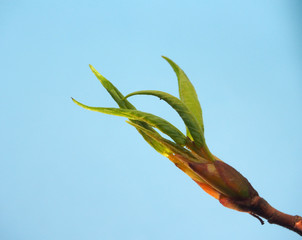 Blossoming leaves on a tree branch. It's spring. On a blue background.