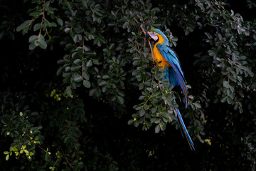africa macaw on tree