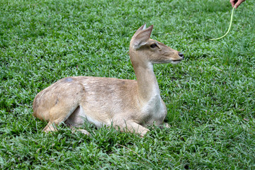People give food to female deer in garden at thailand