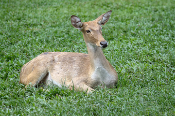female deer in garden at thailand