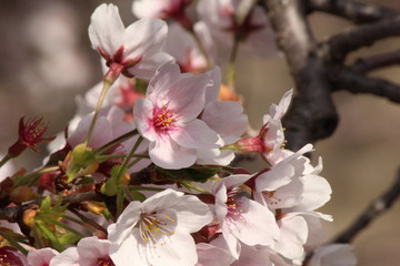 Cherry blossoms come out between late March and April in Japan.