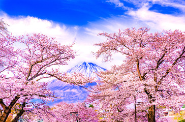 Mount Fuji and cherry blossoms which are viewed from lake Kawaguchiko, Yamanashi, Japan.