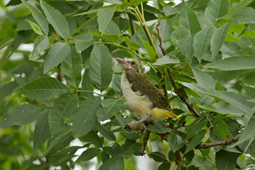bird on a branch