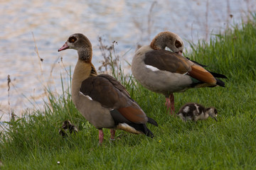 Nilgansfamilie