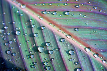 water droplets on the surface of palm leaf