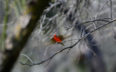 Vermilion flycatcher taking off from a branch