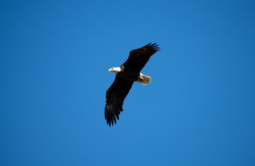 Bald eagle flying against a blue sky