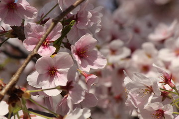 Obraz premium Cherry blossoms come out between late March and April in Japan.