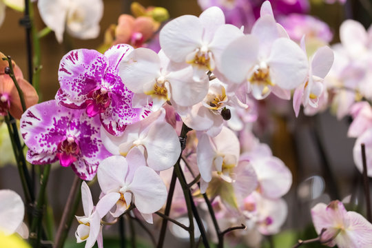High-quality flower of a tropical orchid of phalaenopsis. Set of different shades of different escapes.