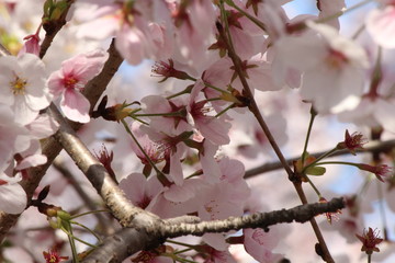 Cherry blossoms come out between late March and April in Japan.