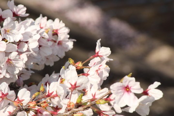 Cherry blossoms come out between late March and April in Japan.